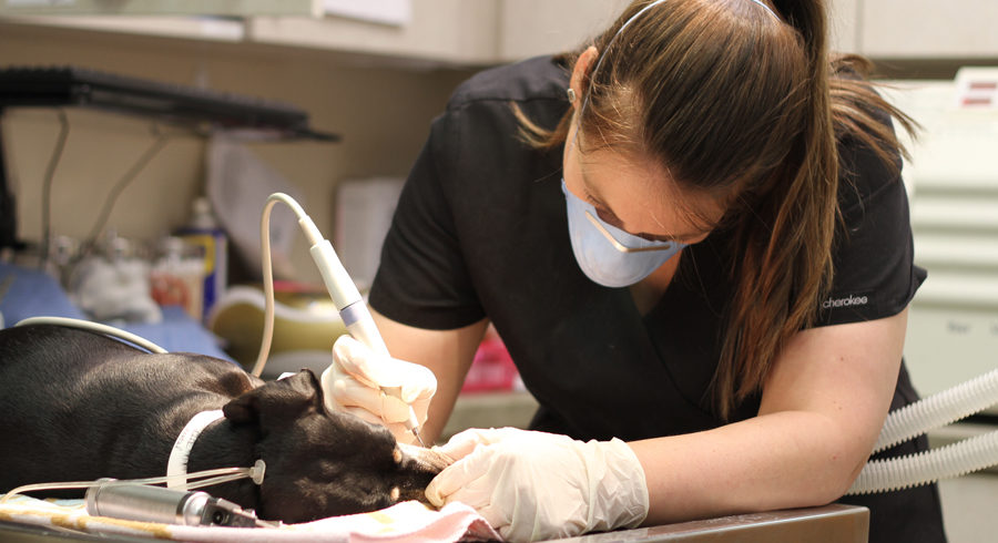 veterinary-dentistry-in-springfield-mo-deerfield-vet (1)