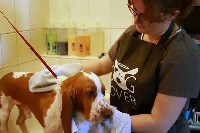 pet-grooming-and-bathing